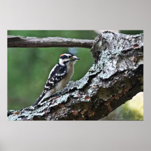 Póster Downy Woodpeck macho en un Poster de limbo