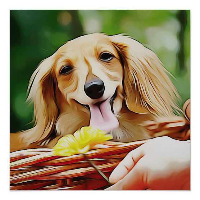 Póster Doxie Persona Mano Mostrando Una Flor A Un Dachshu (Anverso)