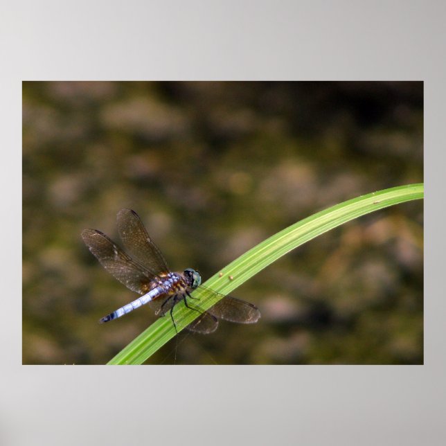 Póster Dragón (Frente)