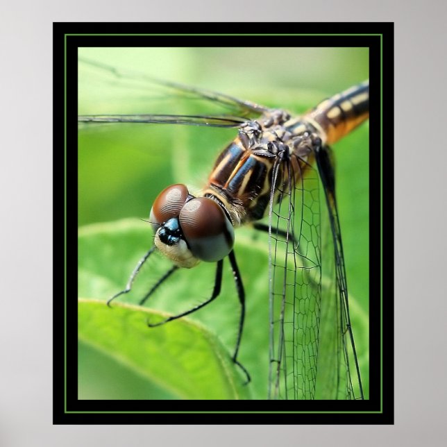 Póster Dragón (Frente)