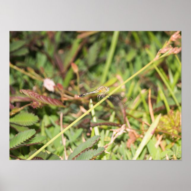 Póster Dragón (Frente)