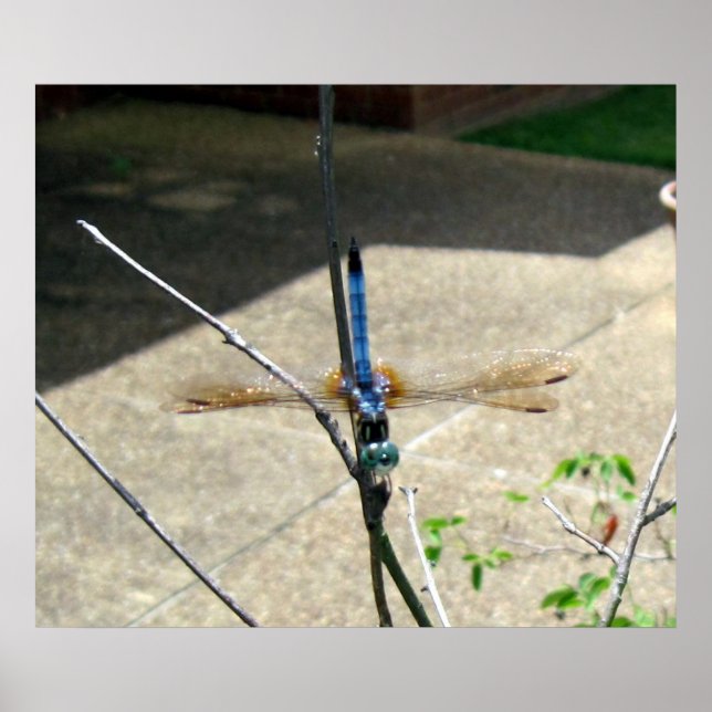 Póster Dragón (Frente)