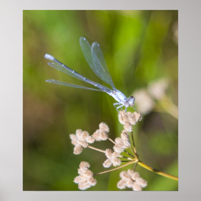 Póster Dragón #2 (Frente)