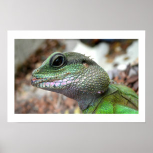Póster Dragón acuático chino