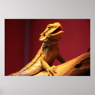 Póster Dragón con barba feliz