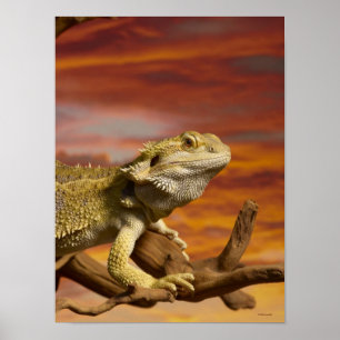 Póster dragón con barba (Pogona Vitticeps) en la rama,