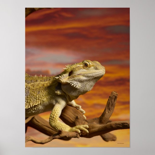 Póster dragón con barba (Pogona Vitticeps) en la rama, (Frente)