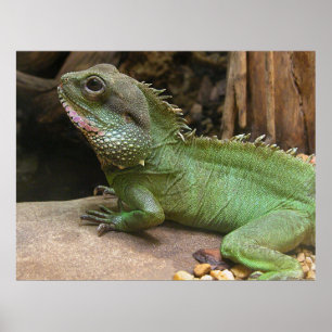 Póster Dragón de agua