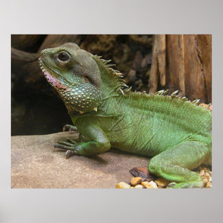 Póster Dragón de agua