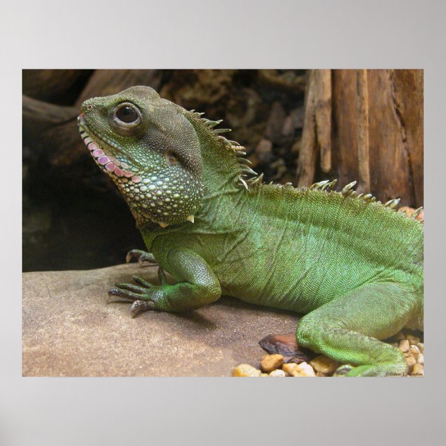 Póster Dragón de agua (Frente)