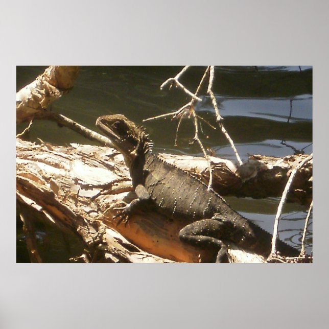 Póster Dragón de agua (Frente)