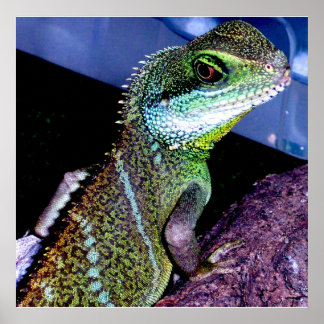 Póster Dragón de agua chino