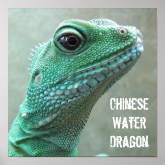 Póster Dragón de agua chino