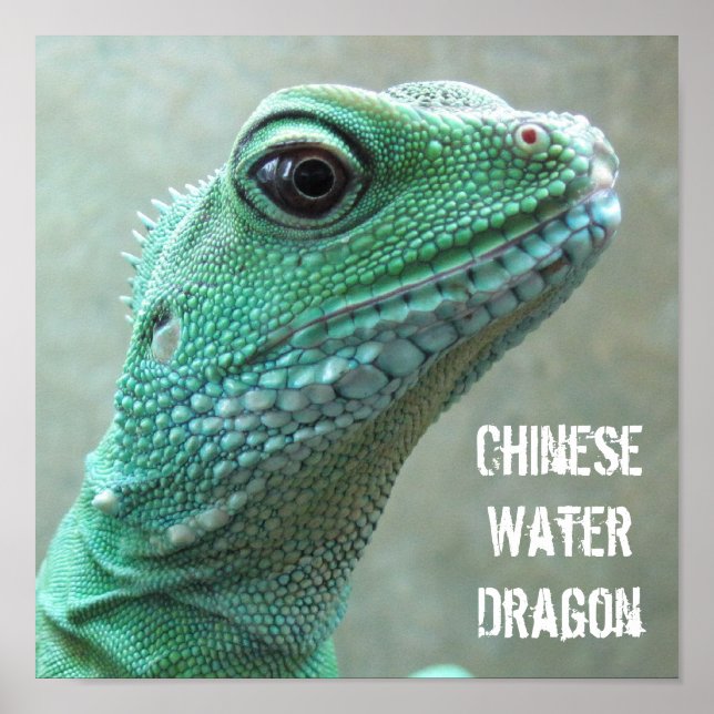 Póster Dragón de agua chino (Frente)