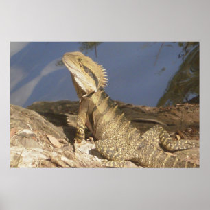 Póster Dragón de agua del este
