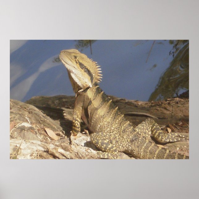 Póster Dragón de agua oriental (Frente)