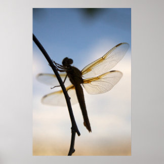 Póster Dragón en reposo