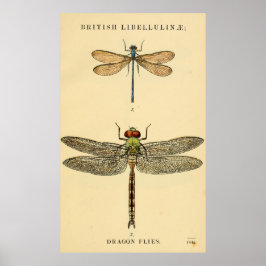Póster Dragon Flies Litho Poster