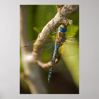 Póster Dragon Fly