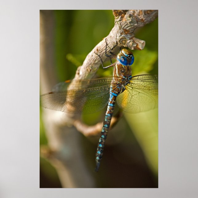 Póster Dragon Fly (Frente)