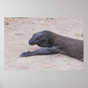 Póster Dragón Joven