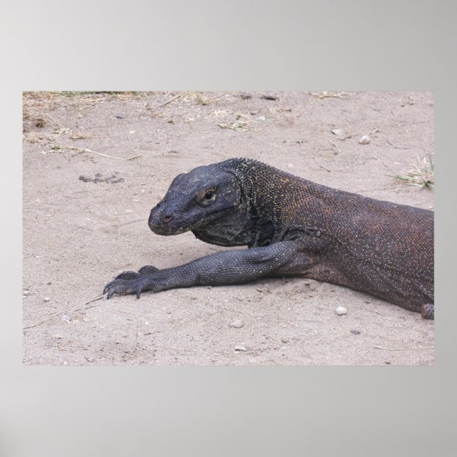 Póster Dragón Joven (Frente)