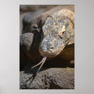 Póster Dragón Komodo Sticendo Su Lengua