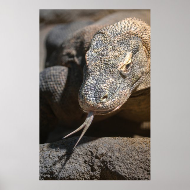 Póster Dragón Komodo Sticendo Su Lengua (Frente)