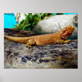 Póster Dragon Lizard con barba para adultos