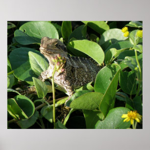 Póster Dragón Oculto Lagarto Australia ZIZZAGO