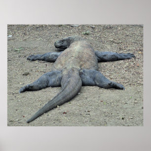 Póster Dragón para tomar el sol