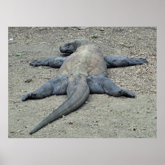 Póster Dragón para tomar el sol (Frente)