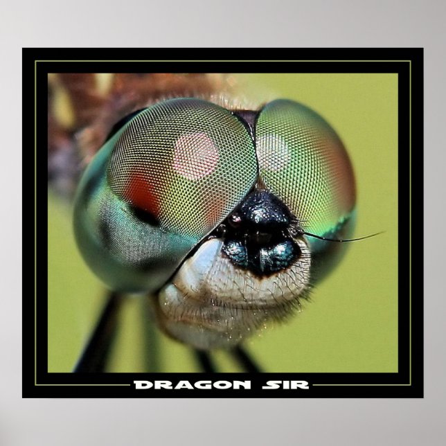 Póster Dragon Sir (Frente)