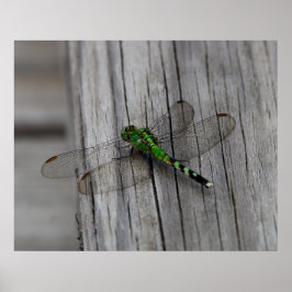 Póster Dragón Verde