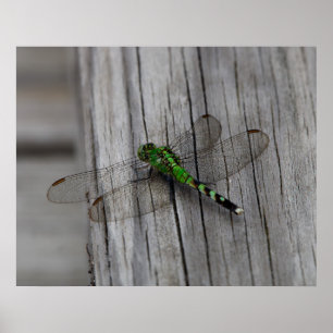 Póster Dragón Verde