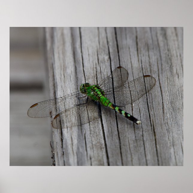 Póster Dragón Verde (Frente)