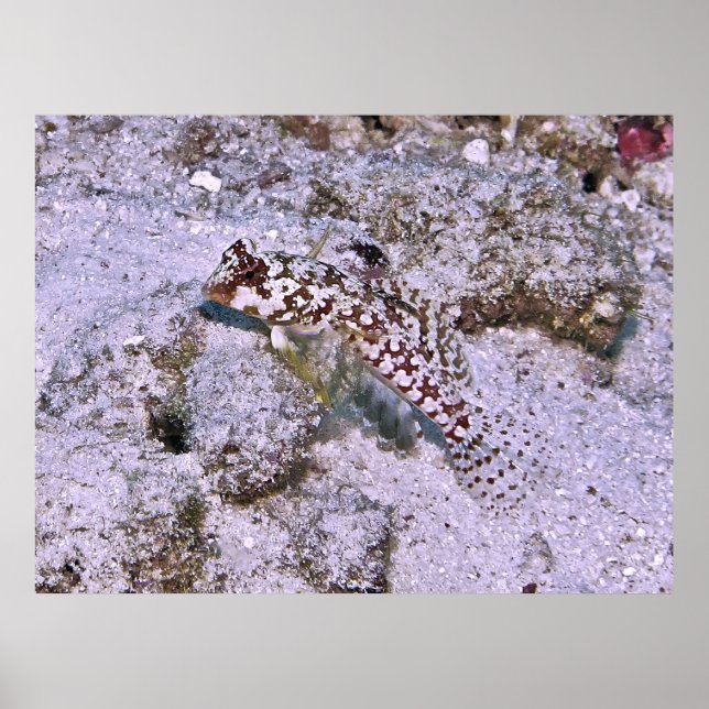 Póster Dragonete (Frente)