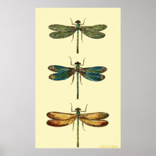 Póster Dragonflies