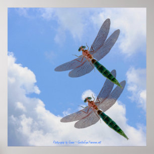 Póster Dragonflies Blue Sky Fluffy Nubes Naturaleza Impri