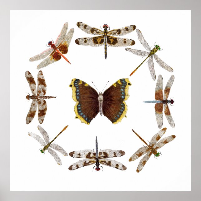 Póster Dragonflies sincronizados (Frente)