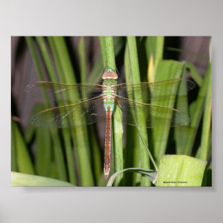 Póster Dragonfly
