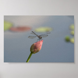 Póster Dragonfly