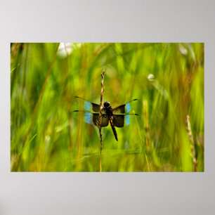 Póster Dragonfly