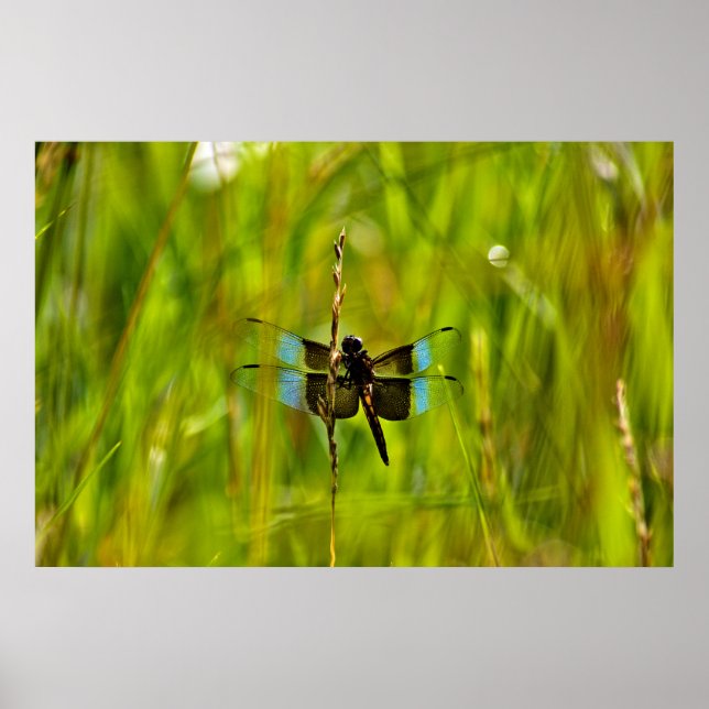 Póster Dragonfly (Frente)