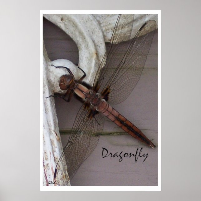 Póster Dragonfly Art (Frente)