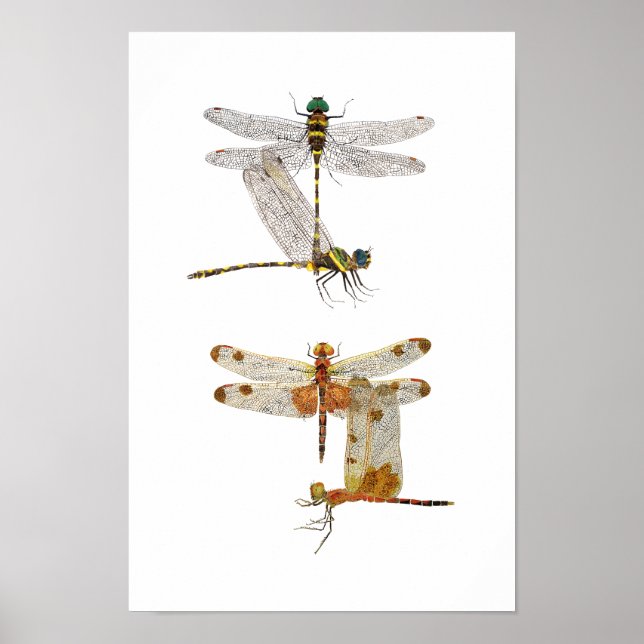 Póster Dragonfly Art Poster (Frente)
