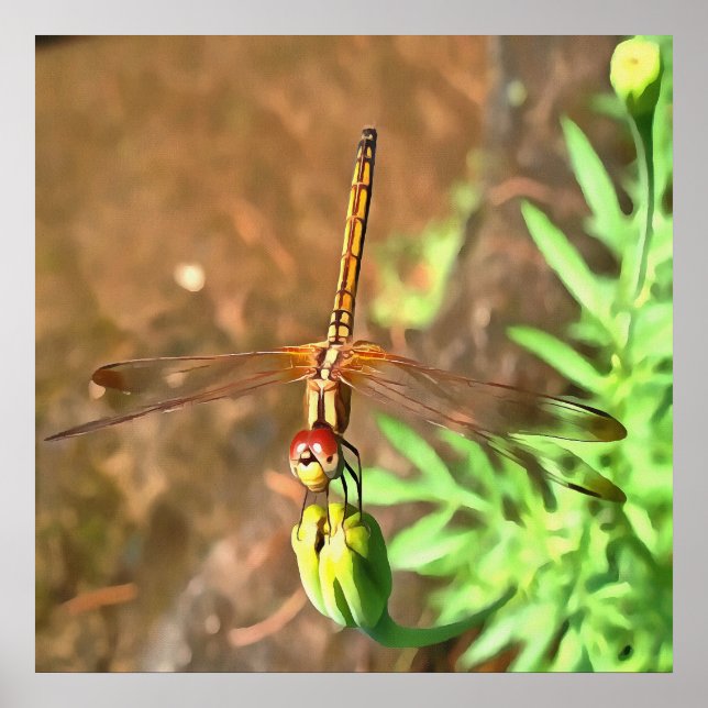 Póster Dragonfly artístico descansando sobre la cabeza de (Frente)