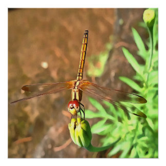 Póster Dragonfly artístico descansando sobre la cabeza de