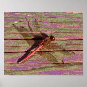 Póster Dragonfly Colorful