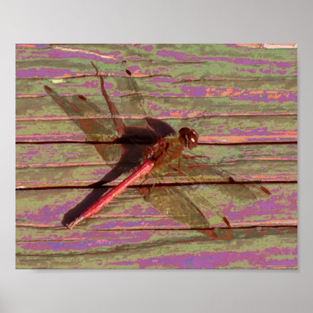 Póster Dragonfly Colorful (Frente)
